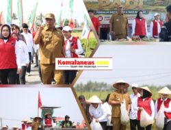Plt. Bupati Lamteng I Komang Koheri Membuka Secara Resmi Panen Raya Padi Petani Binaan DPD PDI Perjuangan Sekaligus Tebar Bibit Ikan Bertempat di Kampung Rama Dewa Kecamatan Seputih Raman.